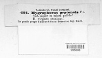 Hygrocybe pratensis var. pratensis image